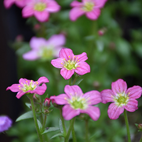 Touran Pink Saxifrage 4.25"/quart pot