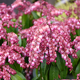 Katsura Japanese Pieris #6 gallon pot