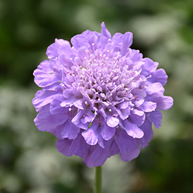 Flutter Deep Blue Pincushion Flower #1 gallon pot