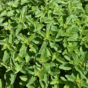 Greek Oregano 4.25"/Grande pot - Proven Winners