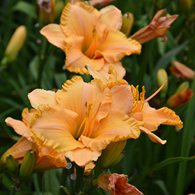 Pure And Simple Daylily #2 gallon pot