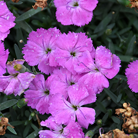 Paint The Town Fuchsia Pinks #1.5 gallon pot - Proven Winners