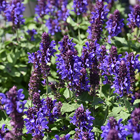 Blue Marvel Meadow Sage #1 gallon pot