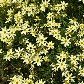 Moonbeam Tickseed #1 gallon pot