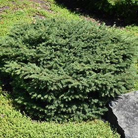 Birds Nest Spruce #3 gallon pot