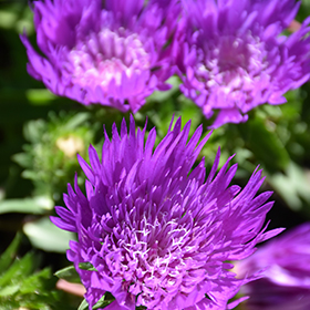 Honeysong Purple Aster #2 gallon pot
