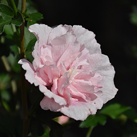 Pink Chiffon Rose of Sharon #1.5 gallon pot - Proven Winners