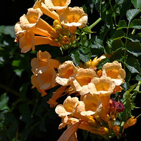 Yellow Trumpetvine #3 gallon pot