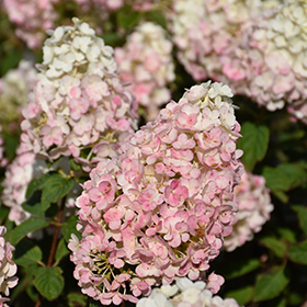 Strawberry Sundae Hydrangea #3 gallon pot