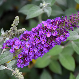 Miss Violet Butterfly Bush #3 gallon pot - Proven Winners