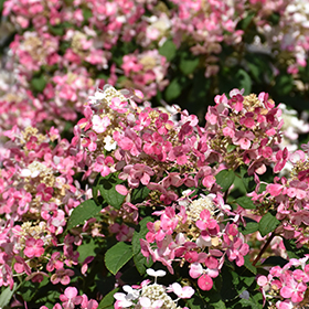 Little Quick Fire Hydrangea #3 gallon pot - Proven Winners