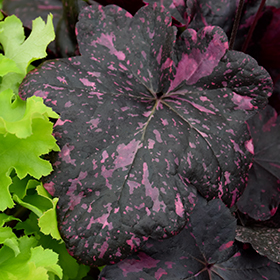 Midnight Rose Coral Bells #1 gallon pot