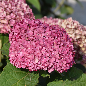 Invincibelle Mini Mauvette Hydrangea #1.5 gallon pot - Proven Winners