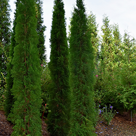 Thin Man Arborvitae #3 gallon pot