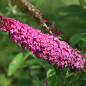 Miss Molly Butterfly Bush #1.5 gallon pot - Proven Winners