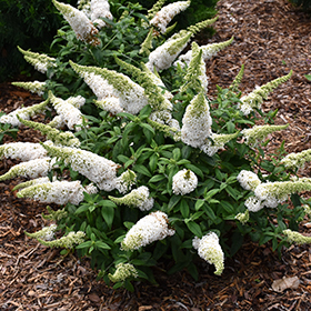 Pugster White Butterfly Bush #3 gallon pot - Proven Winners