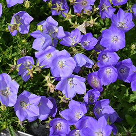 Rapido Blue Bellflower 4.25"/quart pot