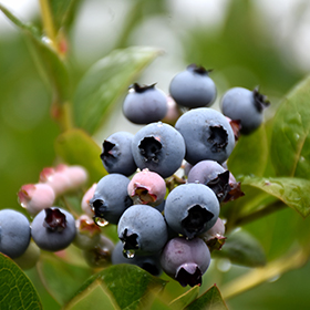 Patriot Blueberry #3 gallon pot
