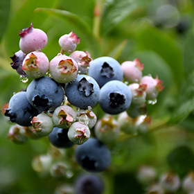 Top Hat Blueberry #2 gallon pot - Hollybrook Farms