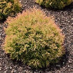 Fire Chief Arborvitae #2 gallon pot