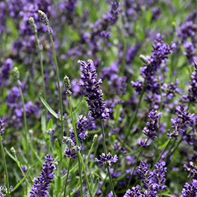 SuperBlue Lavender #1 gallon pot
