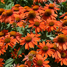 Sombrero Adobe Orange Coneflower #1 gallon pot
