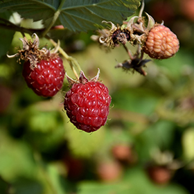 Caroline Raspberry #2 gallon pot - Hollybrook Farms