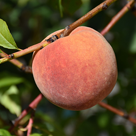 Redhaven Peach #7 gallon pot - Hollybrook Farms