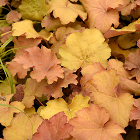Caramel Coral Bells #1 gallon pot