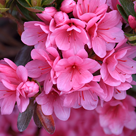 Coral Bells Azalea #3 gallon pot