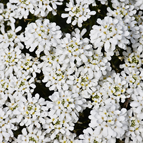Snowsation Candytuft 4.25"/quart pot