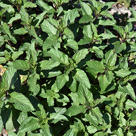 Peppermint 3.25"/pint pot - Chef Jeff