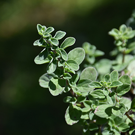Sweet Marjoram 3.25"/pint pot - Chef Jeff