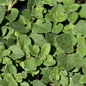 Hot And Spicy Oregano 3.25"/pint pot - Chef Jeff