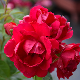 Blaze Rose #3 gallon pot
