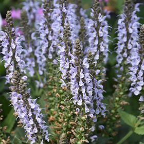 Bumblesky Meadow Sage 4.25"/quart pot