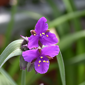 Concord Grape Spiderwort #1 gallon pot