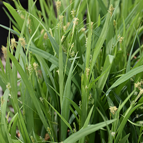 Bunny Blue Sedge #1 gallon pot