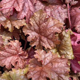 Carnival Peach Parfait Coral Bells #1 gallon pot