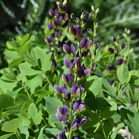 Indigo Spires False Indigo #2 gallon pot