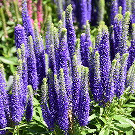 Royal Candles Speedwell 4.25"/quart pot