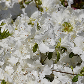 Girard's Pleasant White Azalea #1 gallon pot