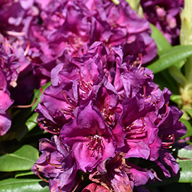 Polarnacht Rhododendron #1 gallon pot