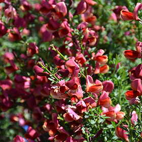 Sister Rosie Scotch Broom #2 gallon pot - Proven Winners