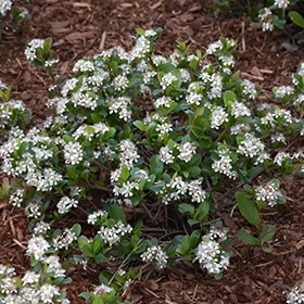 Low Scape Mound Aronia #2 gallon pot - Proven Winners