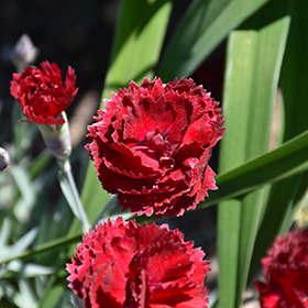 Pretty Poppers Electric Red Pinks 4.25"/quart pot