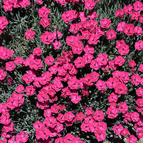 Paint The Town Red Pinks #1.5 gallon pot - Proven Winners