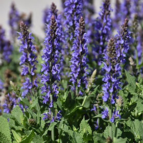 Blue Hill Sage #2 gallon pot