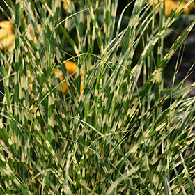 Bandwidth Maiden Grass #2 gallon pot