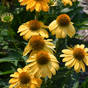 Sombrero Granada Gold Coneflower #2 gallon pot